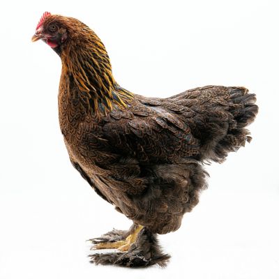 Hoover's Hatchery Live Partridge Cochin Baby Chicks, 10 ct.