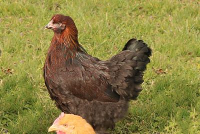 Hoover's Hatchery Live Partridge Cochin Chickens, 10 ct. Baby Chicks