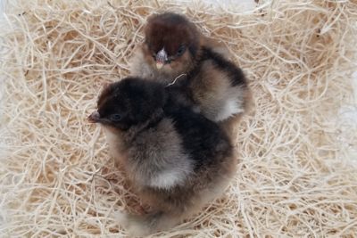 Image showing  Live Partridge Cochin Chickens, 10 ct.