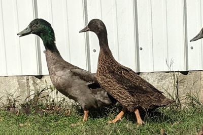 Hoover's Hatchery Live Dark Campbell Ducks, 10 ct.