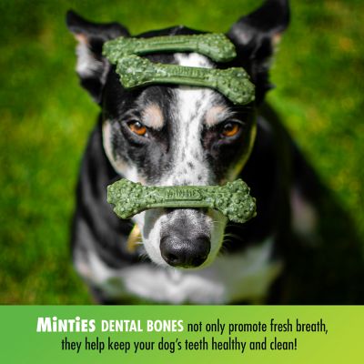 Image showing  Dental Dog Treats for Medium/Large Dogs 40+ lb.