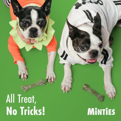 Image showing 6 th Minties Dental Dog Treats for Medium/Large Dogs 40+ lb.