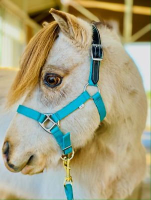 Star Point Horsemanship Leather Crown Miniature Horse/Pony Breakaway Halter
