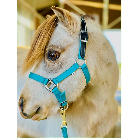 Star Point Horsemanship Leather Crown Miniature Horse/Pony Breakaway Halter