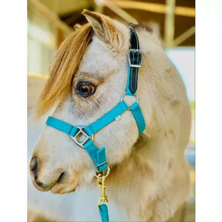 Star Point Horsemanship Crown Leather Miniature Horse/Pony Breakaway Halter Livestock Ropes Halters & Hobbles