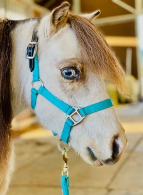 Image showing  Leather Crown Miniature Horse/Pony Breakaway Halter