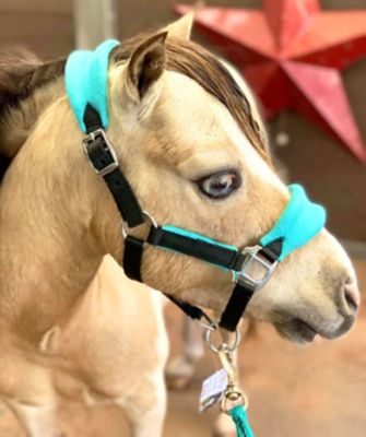 Star Point Horsemanship Fleece Miniature Horse/Pony Halter