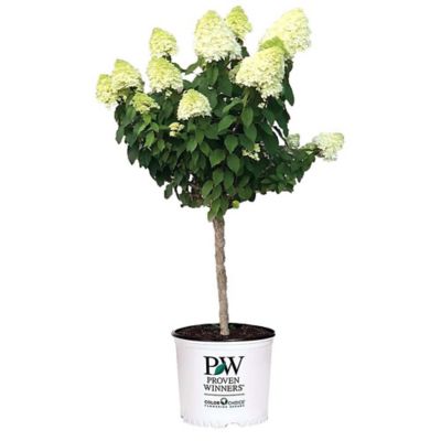 Proven Winners 3 gal. Limelight Tree Form Hydrangea Shrub