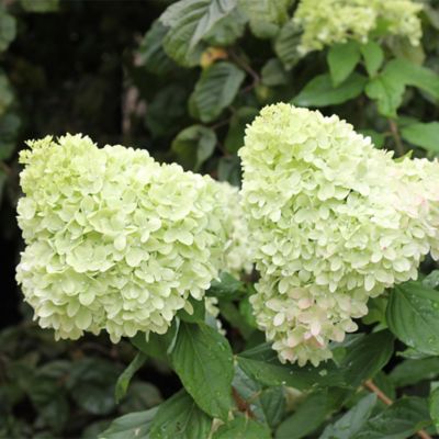 Image showing  3 gal. Potted Pink/Red Limelight Tree Form Hydrangea Shrub Bush