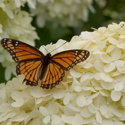 Image showing  3 gal. Potted Pink/Red Limelight Tree Form Hydrangea Shrub Bush