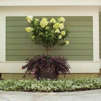 Image showing  3 gal. Potted Pink/Red Limelight Tree Form Hydrangea Shrub Bush