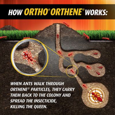 Image showing 6 th Ortho Orthene Fire Ant Killer, 12 oz., 2-Pack