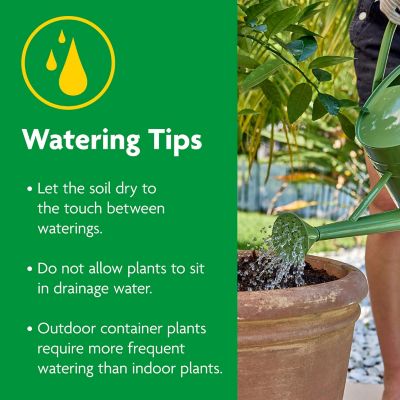 Image showing 8 th Miracle-Gro 8 qt. Cactus, Palm and Citrus Potting Mix, 2-Pack