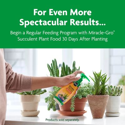 Image showing 9 th Miracle-Gro 8 qt. Cactus, Palm and Citrus Potting Mix, 2-Pack