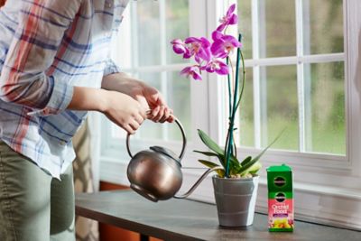 Image showing 5 th Miracle-Gro 8 oz. Water Soluble Orchid Food, 2-Pack