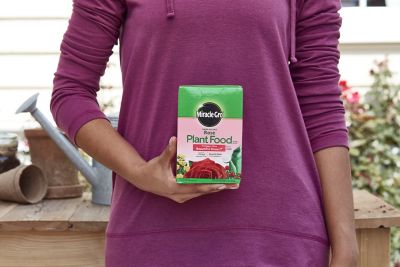 Image showing 5 th Miracle-Gro Water Soluble Rose Plant Food 1.5 lbs., 2-Pack