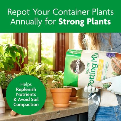 Image showing 7 th Miracle-Gro Indoor Potting Mix, Blended for a Variety of Houseplants, 6 qt., 2 pk.