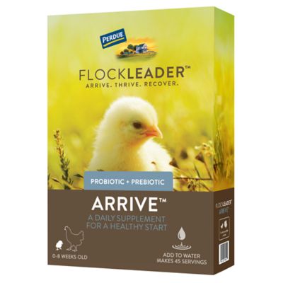 FlockLeader Arrive Daily Support Supplement for Chicks, 8 oz.