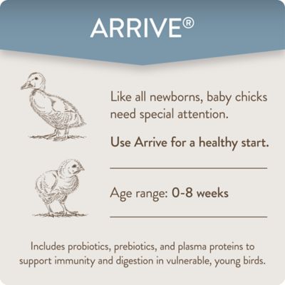 Image showing  Arrive Daily Support Supplement for Chicks, 8 oz.