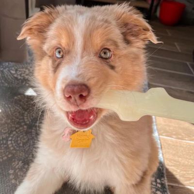 Image showing  Fetch & Glow Stick Dog Toy