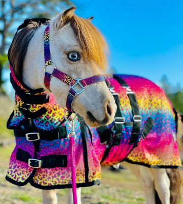 Image showing 0 th Star Point Horsemanship Rainbow Cheetah Pattern Hooded Horse Fly Sheet