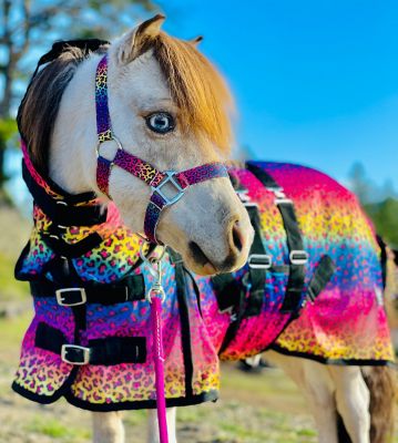 Star Point Horsemanship Rainbow Cheetah Pattern Hooded Horse Fly Sheet