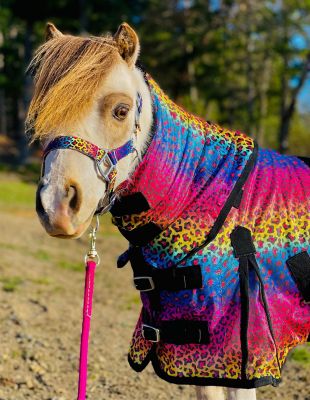 Image showing  Rainbow Cheetah Pattern Hooded Horse Fly Sheet