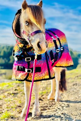 Image showing  Rainbow Cheetah Pattern Hooded Horse Fly Sheet