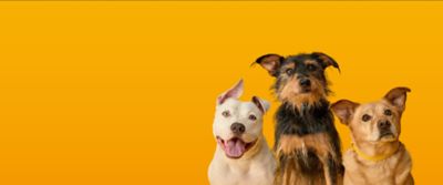 Image showing  Small Breed Adult Roasted Chicken, Rice and Vegetable Recipe Dry Dog Food