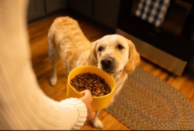 Image showing  Small Breed Adult Roasted Chicken, Rice and Vegetable Recipe Dry Dog Food