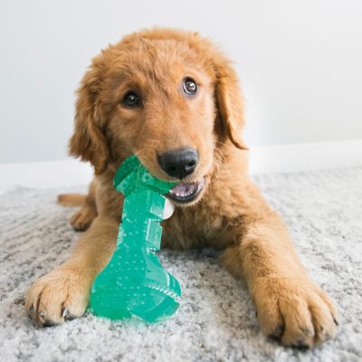 Image showing  Squeezz Dental Bone Dog Chew Toy