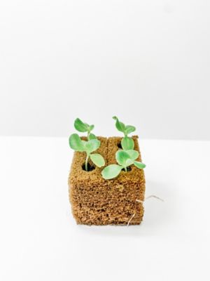 Image showing  Potted Butter Head Lettuce Vegetable Plant Hydroponic Starter Kit, 44 pc.