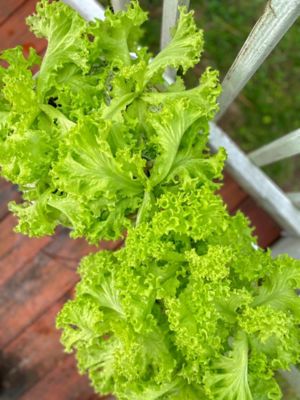 Image showing  Leafy Green Lettuce Vegetable Plant Hydroponic Starter Kit, 44 pc.