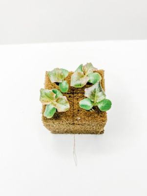 Image showing  Leafy Purple Lettuce Vegetable Plant Hydroponic Starter Kit, 44 pc.