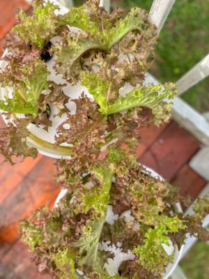 Image showing  Leafy Purple Lettuce Vegetable Plant Hydroponic Starter Kit, 44 pc.