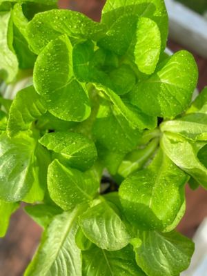 Image showing  Butter Head Lettuce Vegetable Plant Hydroponic Feed/Seed Kit, 44 pc.