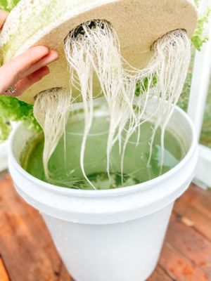 Image showing  Butter Head Lettuce Vegetable Plant Hydroponic Feed/Seed Kit, 44 pc.