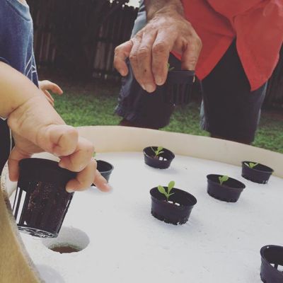 Image showing 5 th Wetfoots AG Butter Head Lettuce Vegetable Plant Hydroponic Feed/Seed Kit, 44 pc.