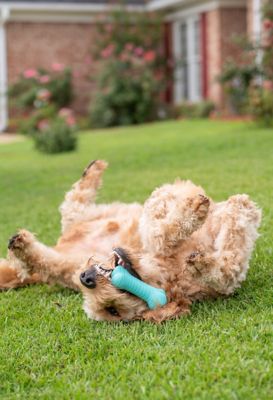 Image showing  Dual Layer Bone Peanut Butter Dog Chew Toy