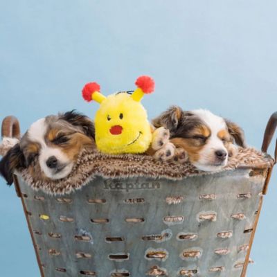 Image showing 5 th ZippyPaws Caterpillar Deluxe Dog Toy with 7 Squeakers