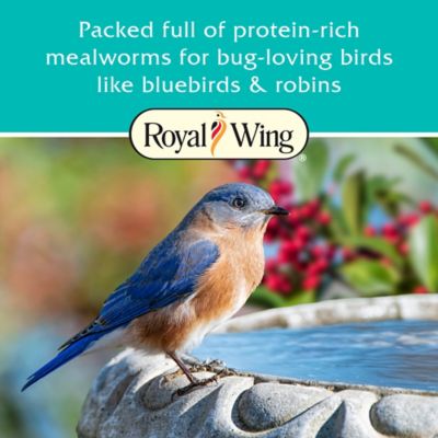 Image showing  Mealworm Suet Bird Food, 11 oz.