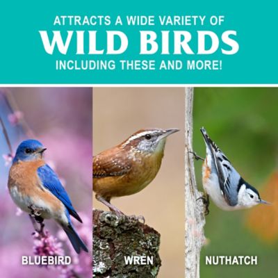 Image showing  Mealworm Suet Bird Food, 11 oz.