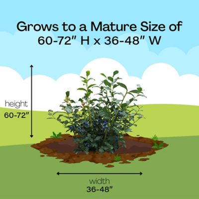 Image showing 5 th 1 gal. Blueberry Biloxi Shrub
