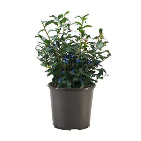 1 gallon Shrub inherited from cornflower Fruit Trees & Plants