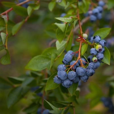 Image showing 1 gal. Blueberry Legacy Shrub Plant
