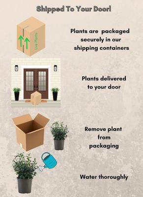 Image showing 1 gal. Blueberry Legacy Shrub Plant