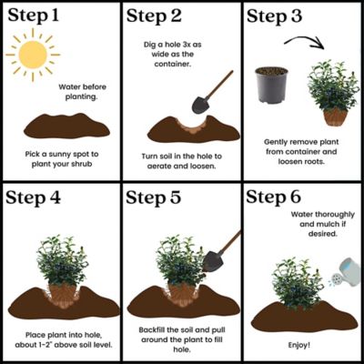 Image showing 1 gal. Blueberry Legacy Shrub Plant