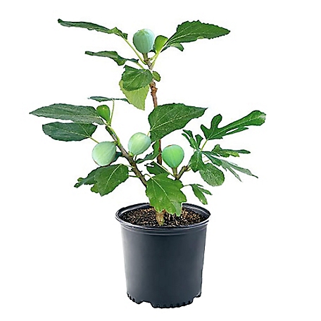 1 gal. Fig Kadota Shrub Plant