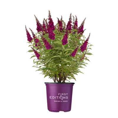 First Editions 3 gal. Potted Funky Fuchsia Buddleia Shrub