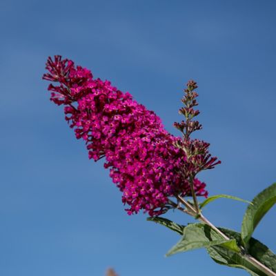 Image showing  3 gal. Potted Funky Fuchsia Buddleia Shrub